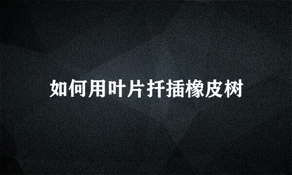 如何用叶片扦插橡皮树