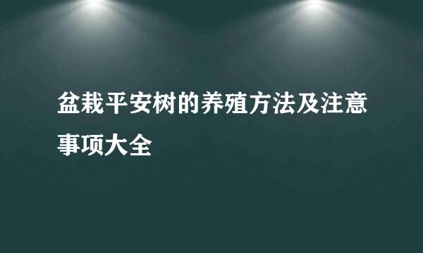 盆栽平安树的养殖方法及注意事项大全