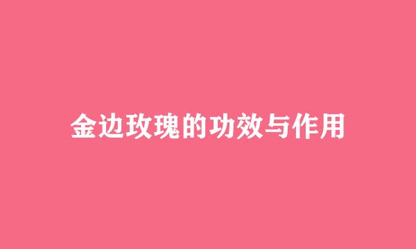 金边玫瑰的功效与作用
