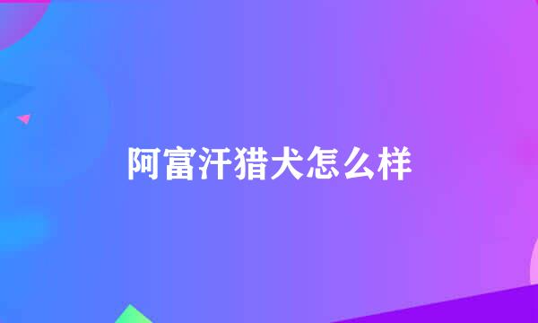 阿富汗猎犬怎么样