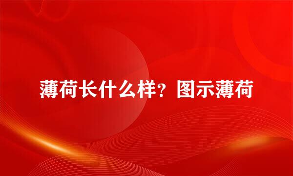 薄荷长什么样？图示薄荷