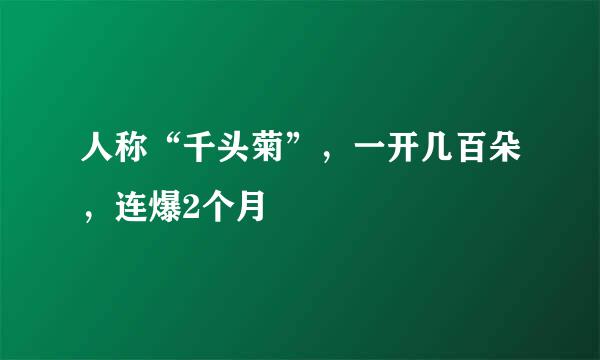 人称“千头菊”，一开几百朵，连爆2个月