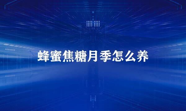 蜂蜜焦糖月季怎么养