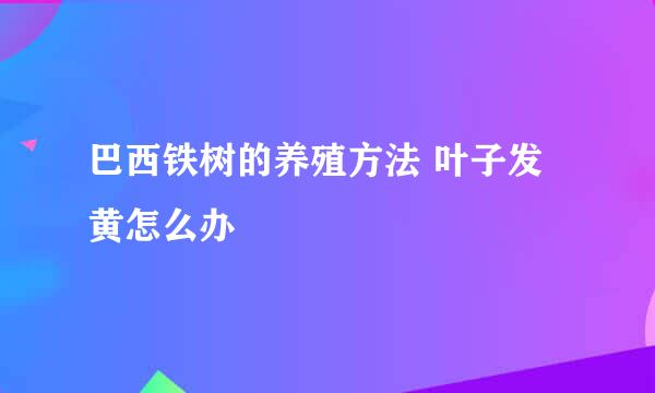 巴西铁树的养殖方法 叶子发黄怎么办