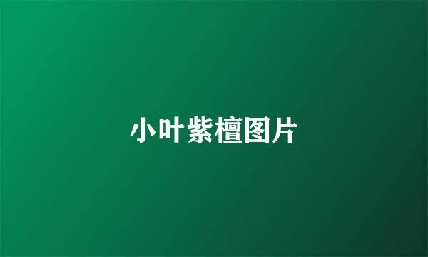 小叶紫檀图片
