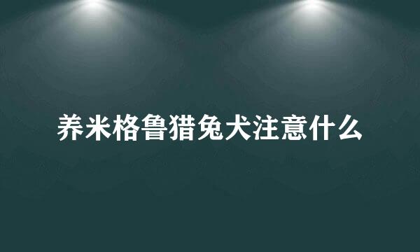 养米格鲁猎兔犬注意什么
