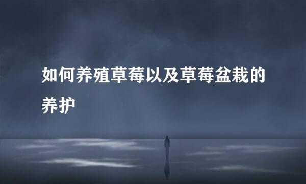如何养殖草莓以及草莓盆栽的养护