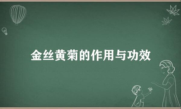 金丝黄菊的作用与功效