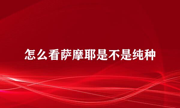 怎么看萨摩耶是不是纯种
