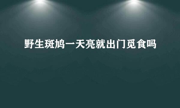 野生斑鸠一天亮就出门觅食吗