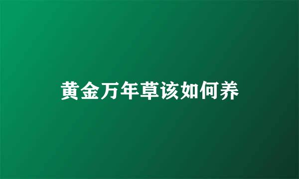 黄金万年草该如何养