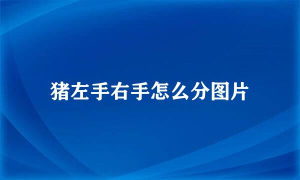 猪左手右手怎么分图片