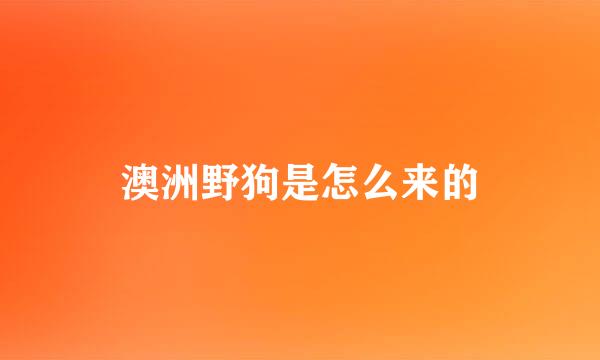 澳洲野狗是怎么来的