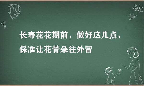 长寿花花期前，做好这几点，保准让花骨朵往外冒