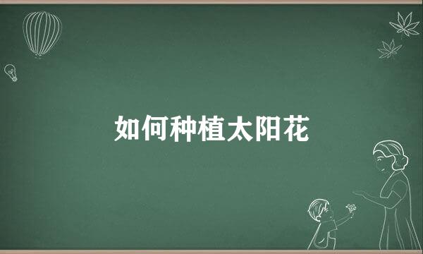 如何种植太阳花