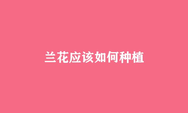 兰花应该如何种植