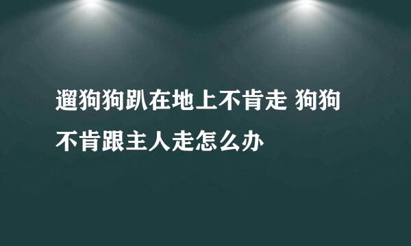 遛狗狗趴在地上不肯走 狗狗不肯跟主人走怎么办