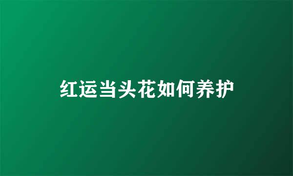 红运当头花如何养护