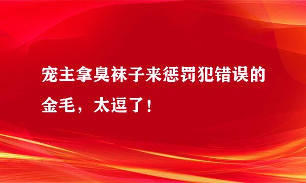 宠主拿臭袜子来惩罚犯错误的金毛，太逗了！