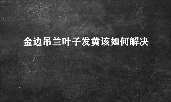 金边吊兰叶子发黄该如何解决