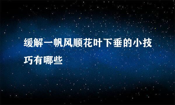 缓解一帆风顺花叶下垂的小技巧有哪些