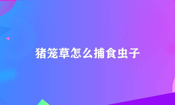猪笼草怎么捕食虫子