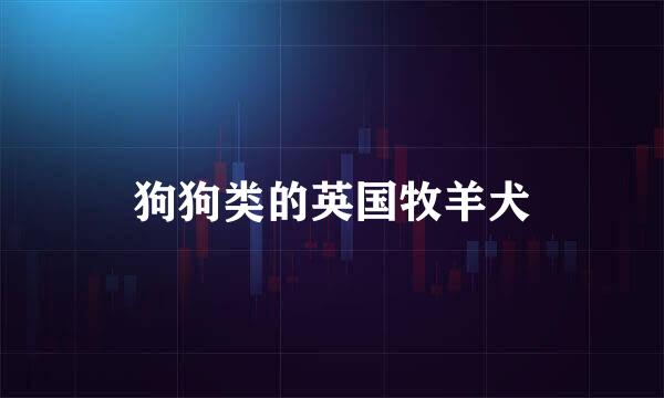 狗狗类的英国牧羊犬