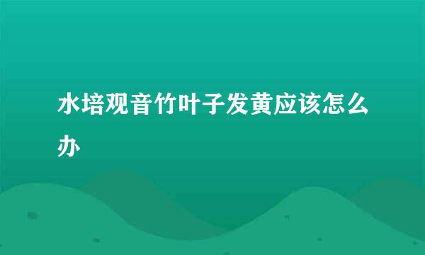 水培观音竹叶子发黄应该怎么办