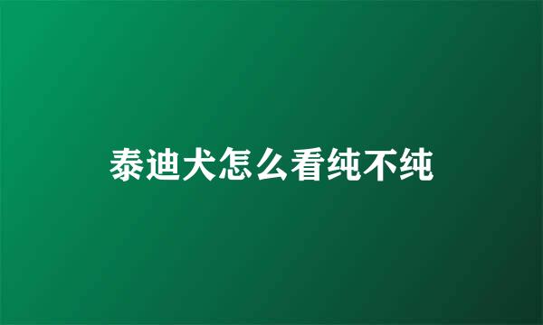 泰迪犬怎么看纯不纯