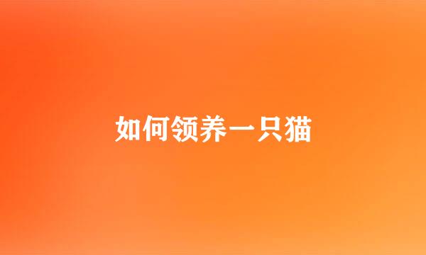如何领养一只猫