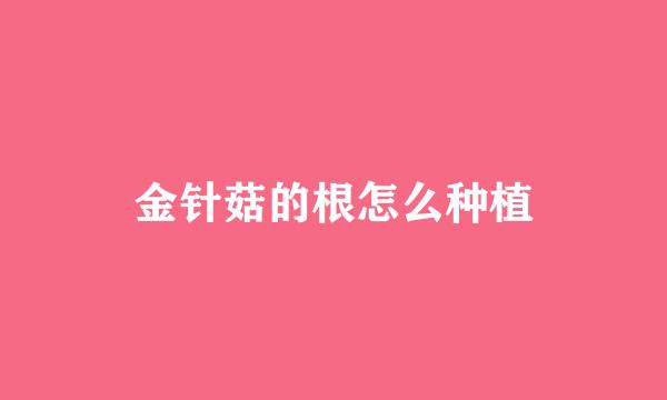金针菇的根怎么种植