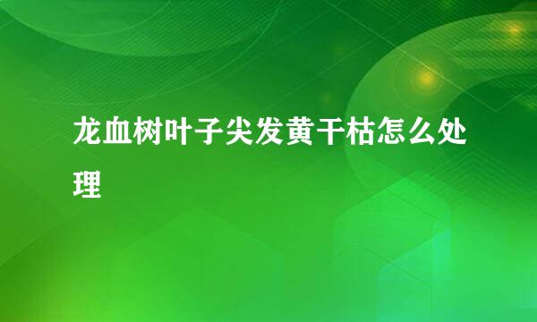 龙血树叶子尖发黄干枯怎么处理