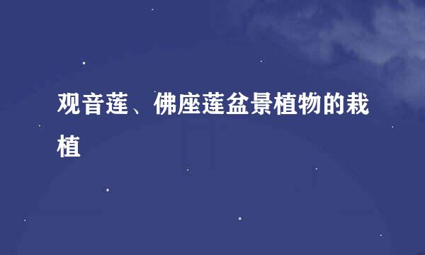 观音莲、佛座莲盆景植物的栽植