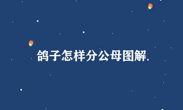 鸽子怎样分公母图解