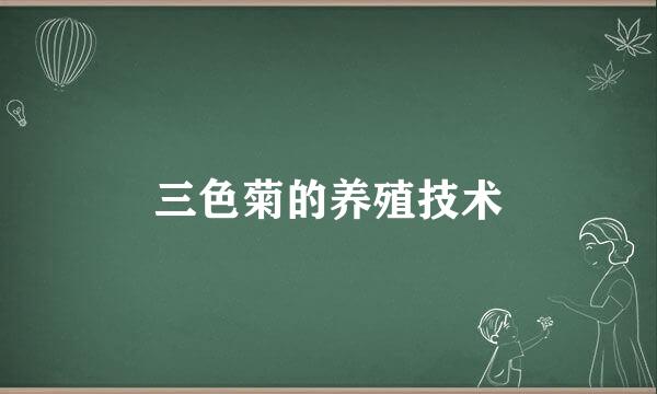 三色菊的养殖技术