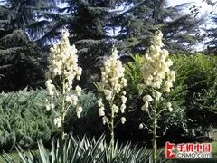 拍照效果:用事实说话