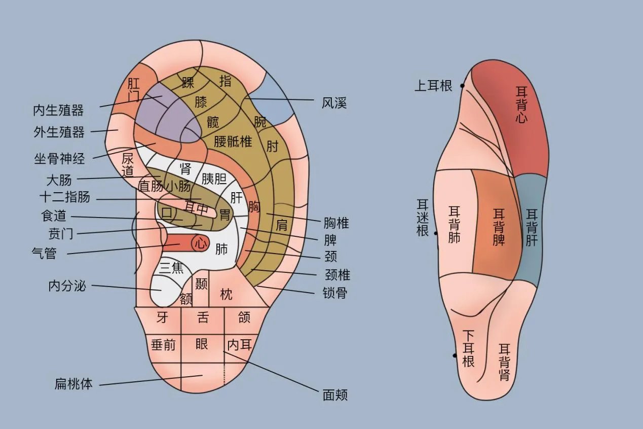 耳朵的五脏六腑分布图