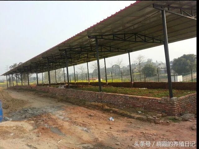 一个初入养殖行业新手,怎样更好的进行柴鸡养殖?需要注意什么?