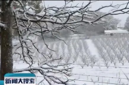 澳大利亚罕见下大雪现场实拍图 35年来第一场雪