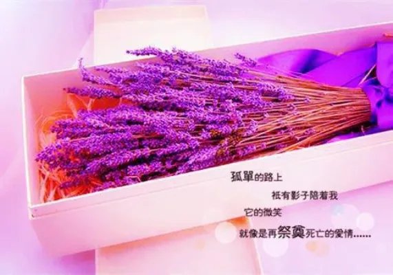 《薄景深苏鹿》小叔，傻丫头要走了快手热文小说全本内容无广告