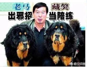 养藏獒，培养王军霞等奥运冠军，70多岁的马俊仁现状如何？