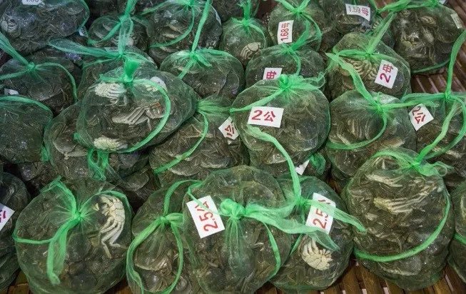 放弃工程师职务回家养螃蟹朱吉坤过的如何?