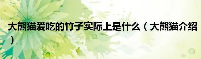 大熊猫爱吃的竹子实际上是什么(大熊猫介绍)