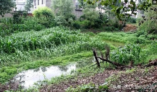 池塘里没有放鱼,但是过一段时间有小鱼了,是怎么产生的呢?