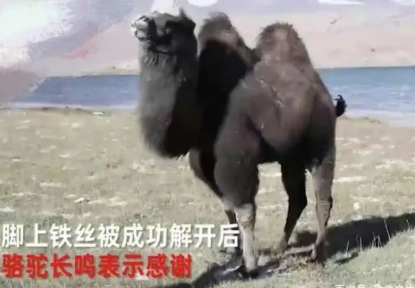骆驼铁丝缠脚被解救长鸣感谢,是否说明了动物也通人性?