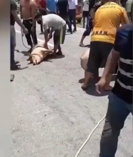 墨西哥运猪车侧翻20吨活猪遭村民疯抢，你身边发生过吗？
