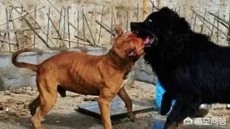 土狗能打的过比特犬吗?