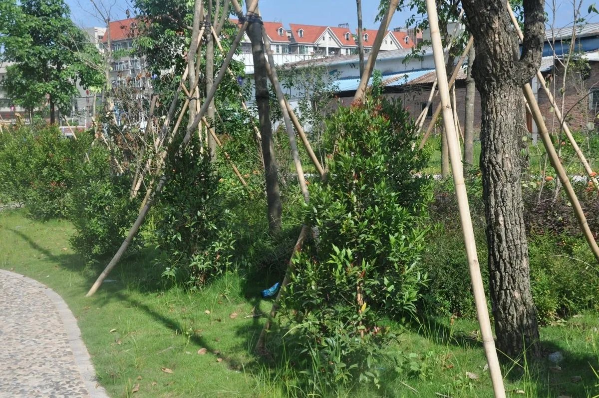 小区树木被砍伐谁来管