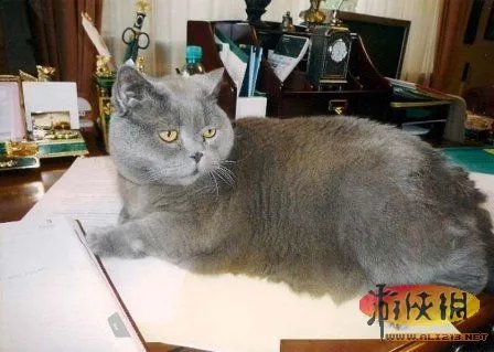 老汉公园遛老虎惊呆路人 揭秘世界牛人和他们的奇葩宠物