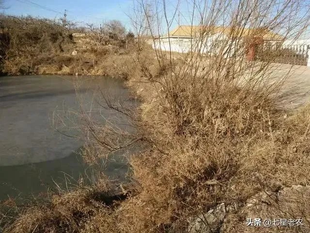 池塘里没有放鱼,但是过一段时间有小鱼了,是怎么产生的呢?